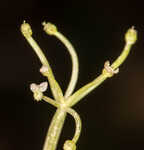 Carolina grasswort